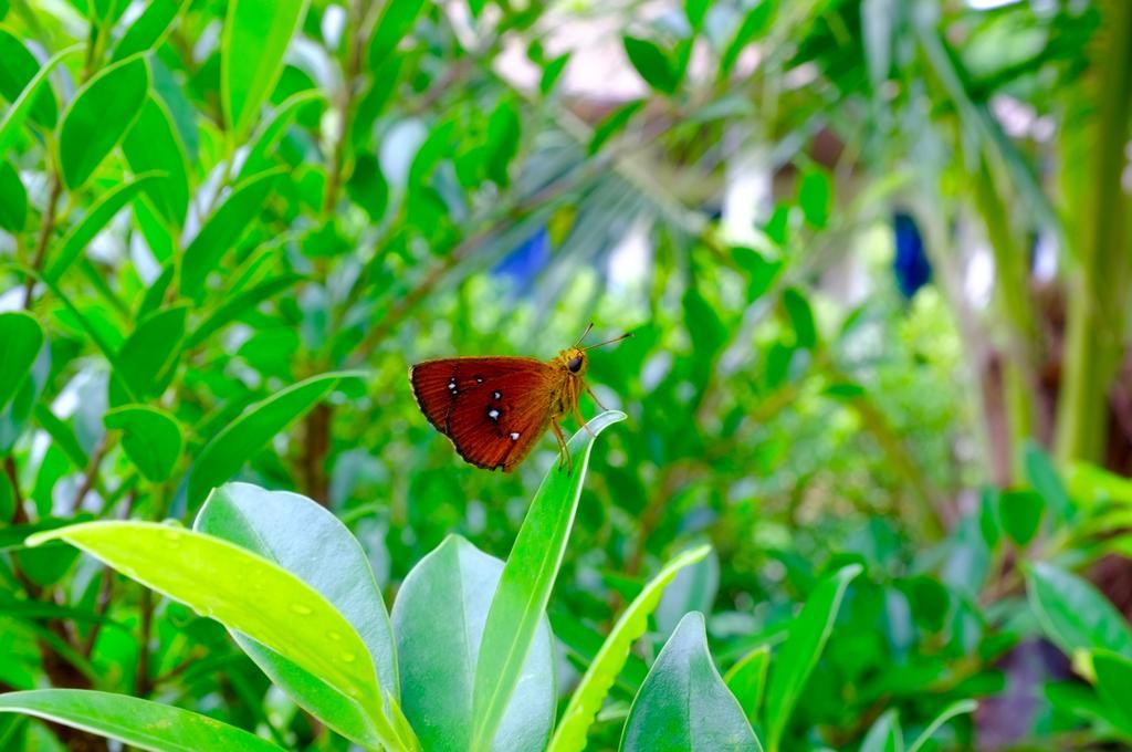 The Nature House Aonang Krabi Thailand Ao Nang Buitenkant foto