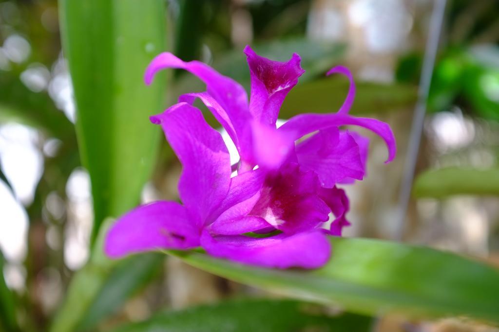 The Nature House Aonang Krabi Thailand Ao Nang Buitenkant foto